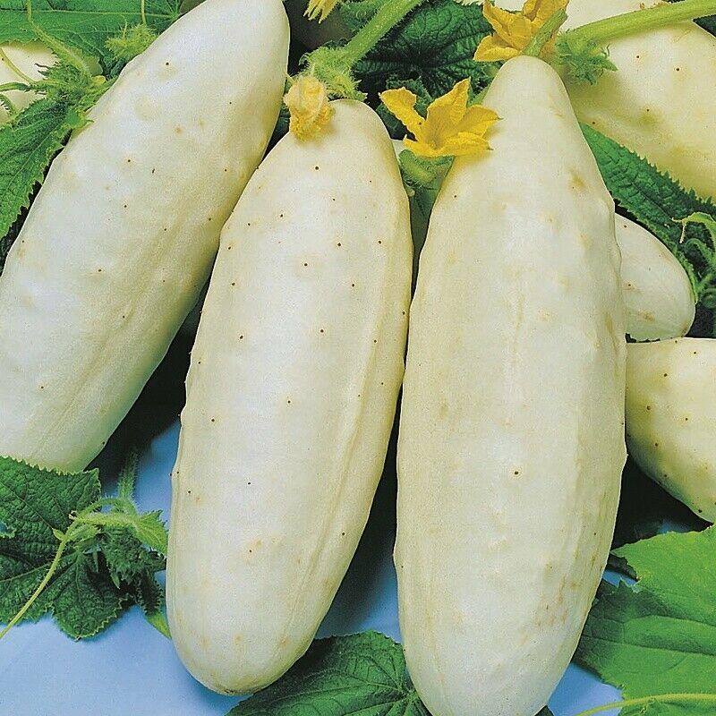 White Chinese Cucumbers