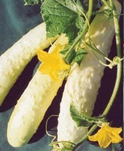White Chinese Cucumbers