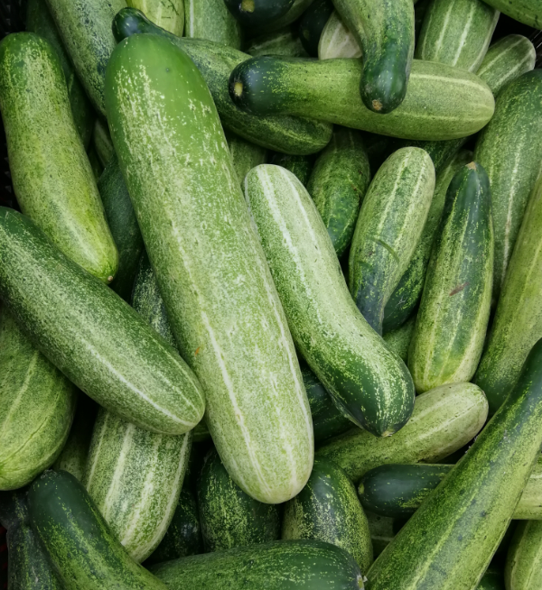 Fresh Cucumbers