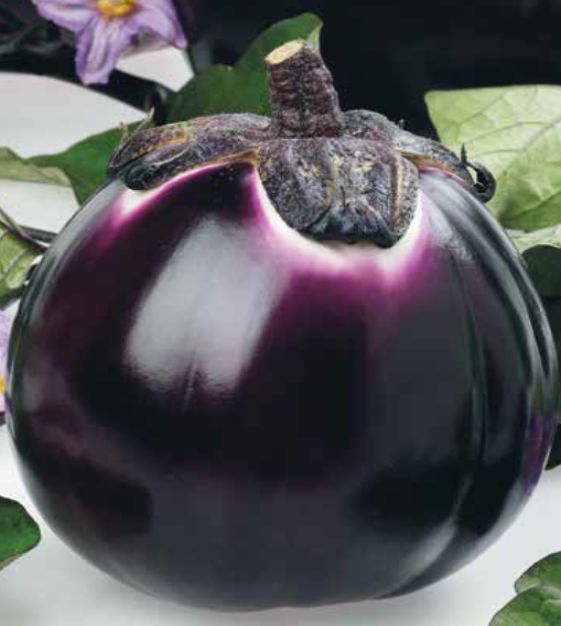 Round Purple Eggplant