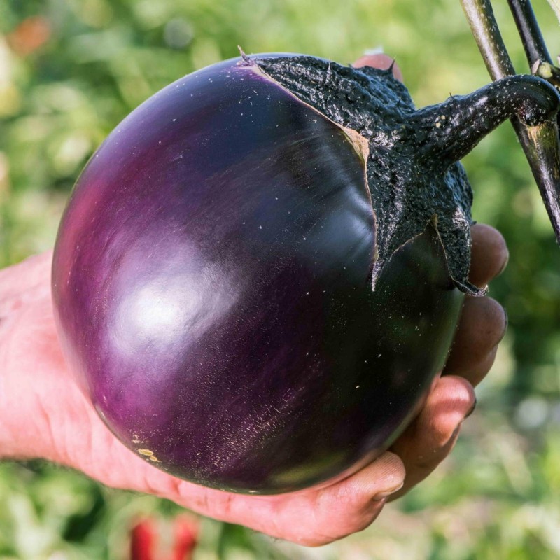 Round Purple Eggplant