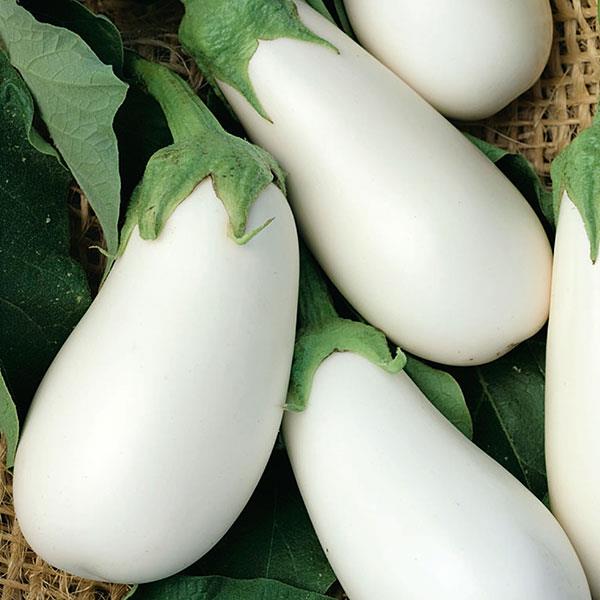 White Eggplants