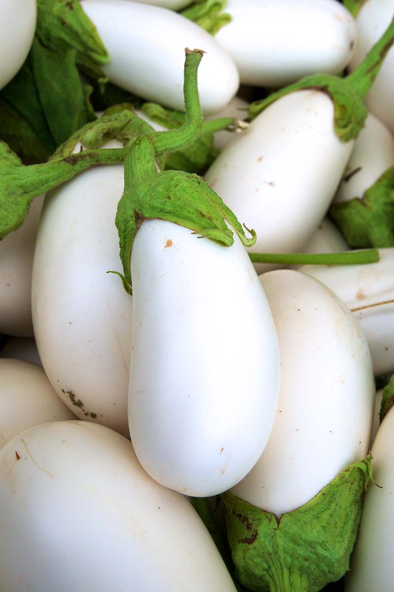 White Eggplants