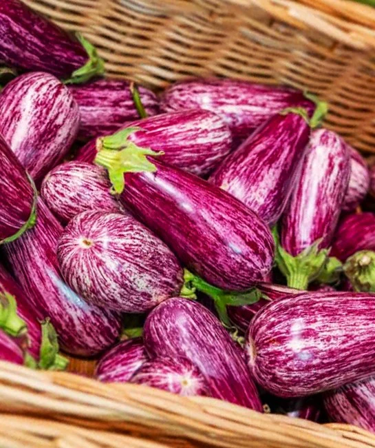 Pandora Striped Rose Eggplant