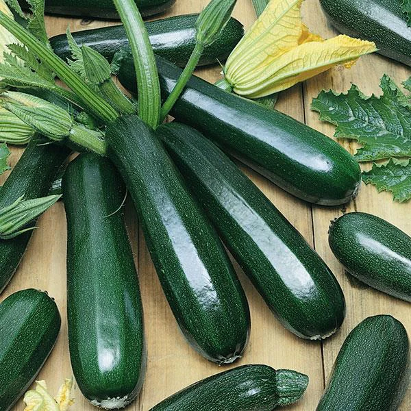 Dark Green Zucchini