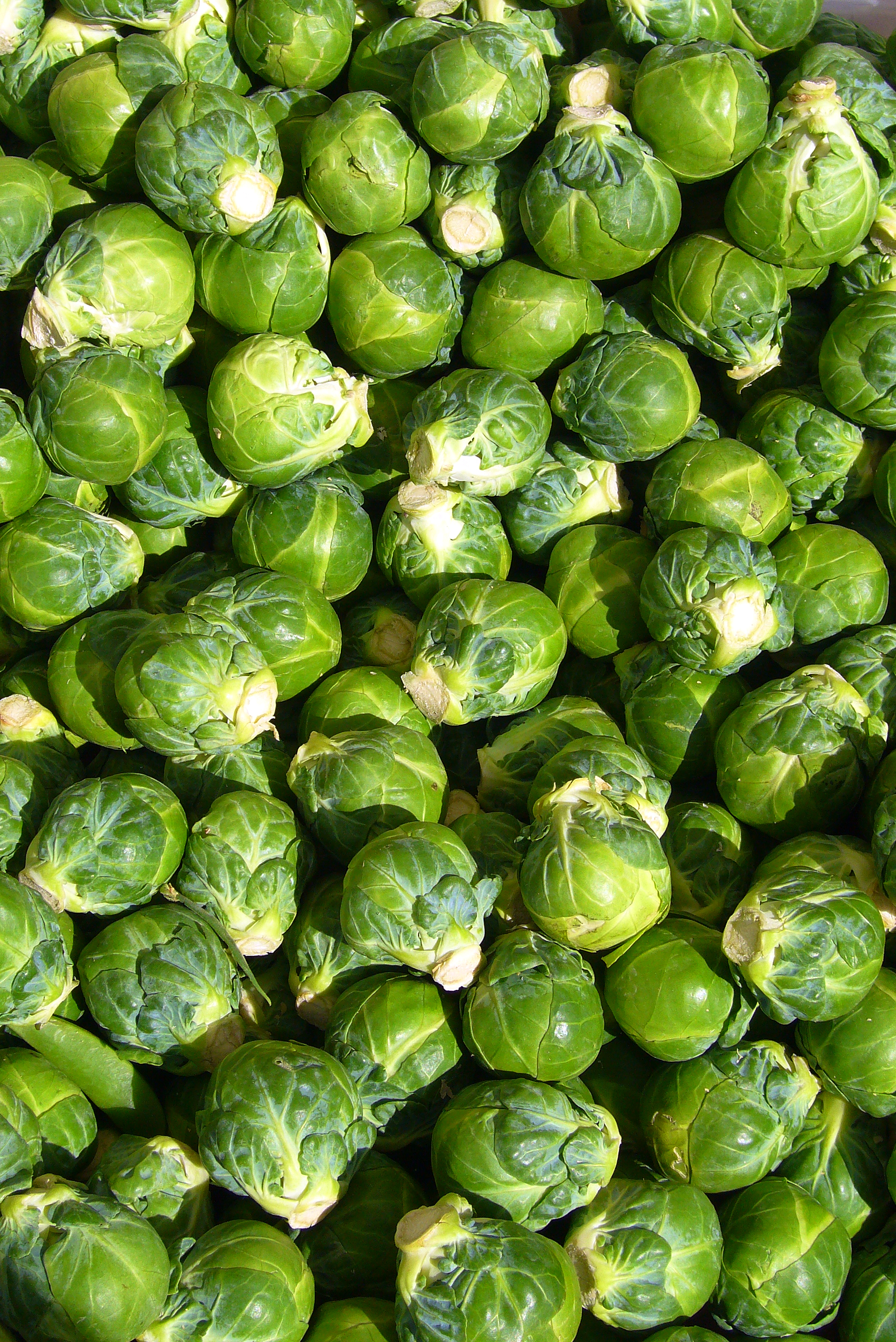 Green Brussels Sprouts 
