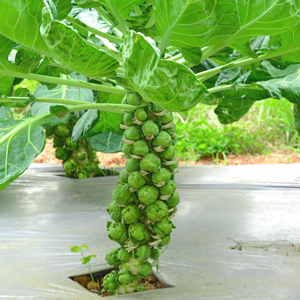 Green Brussels Sprouts 