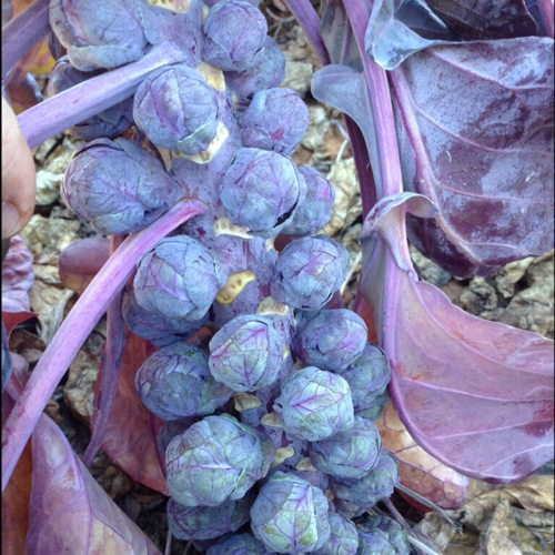 Purple Brussels Sprouts