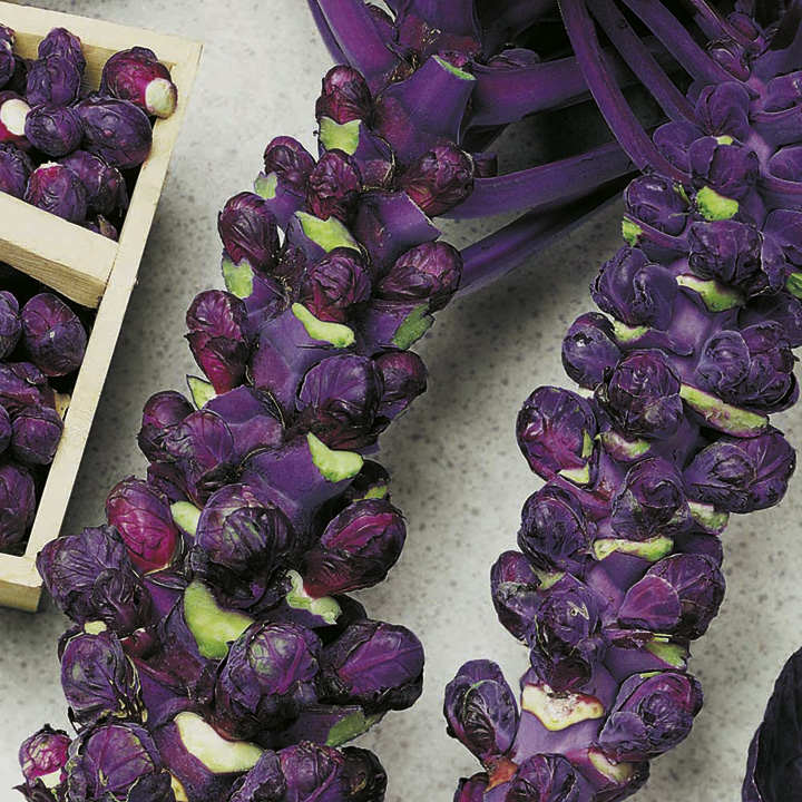 Purple Brussels Sprouts
