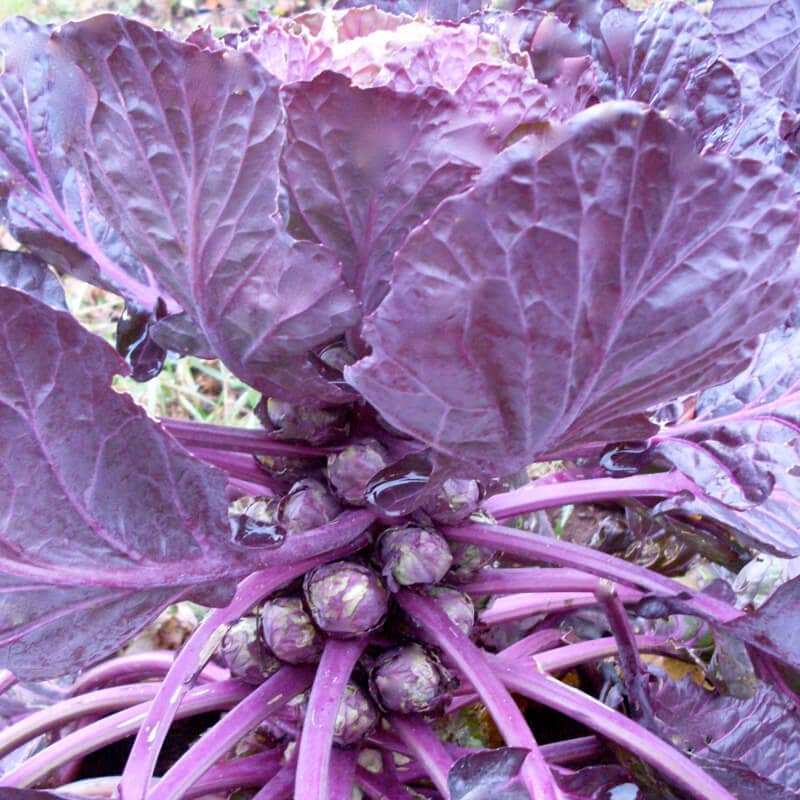 Purple Brussels Sprouts