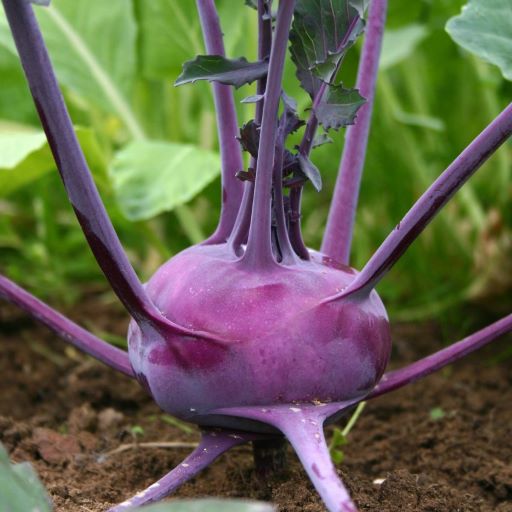 Purple Kohlrabi