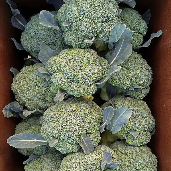 Solstice Broccoli