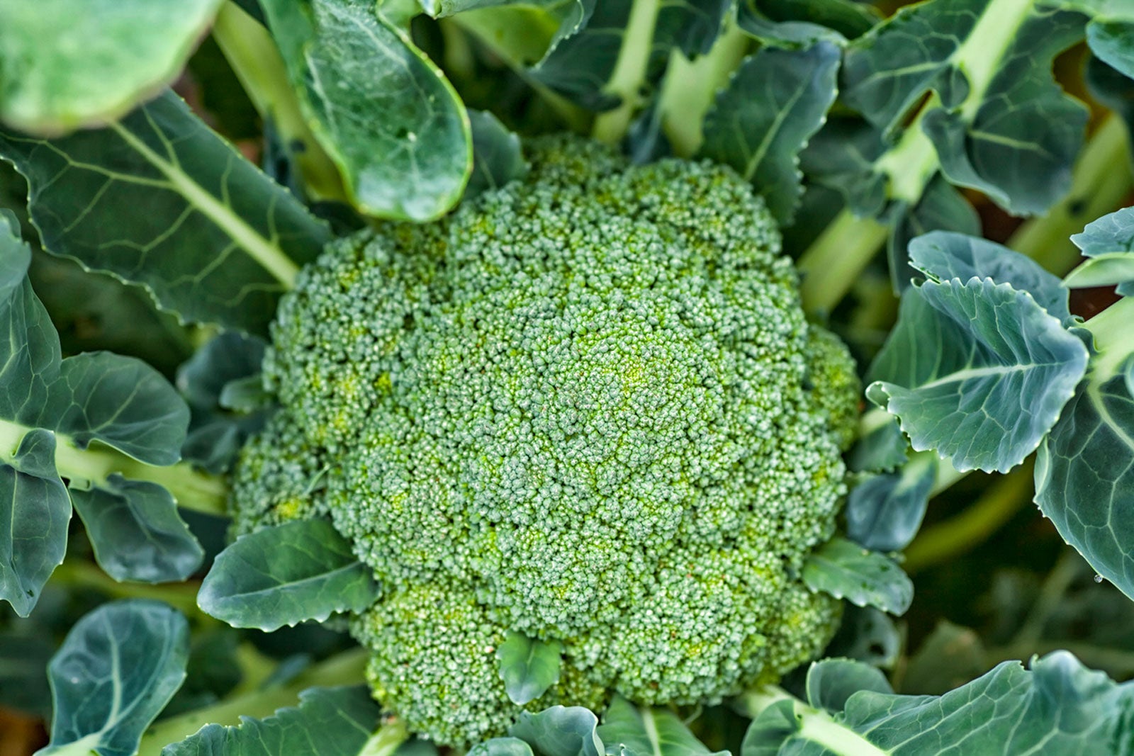 Magic Green Broccoli