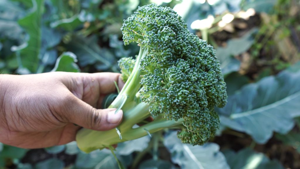 Magic Green Broccoli