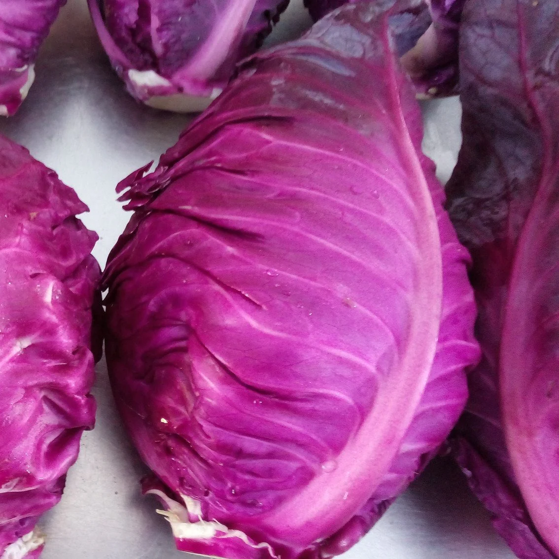 Purple Kalibos Cabbage