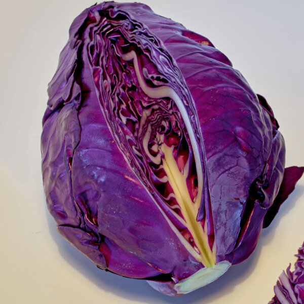 Purple Kalibos Cabbage