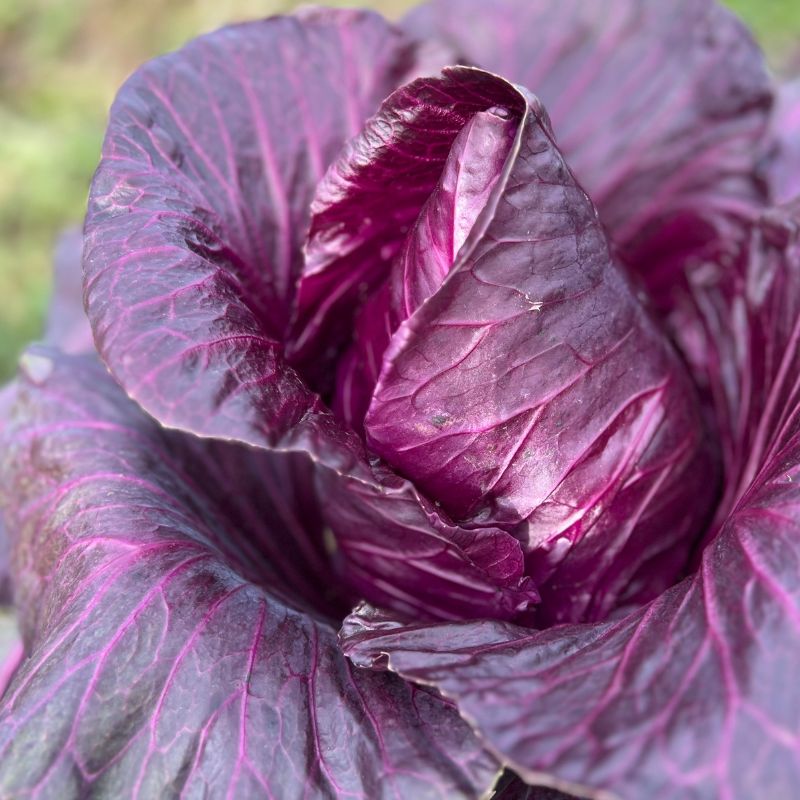 Purple Kalibos Cabbage