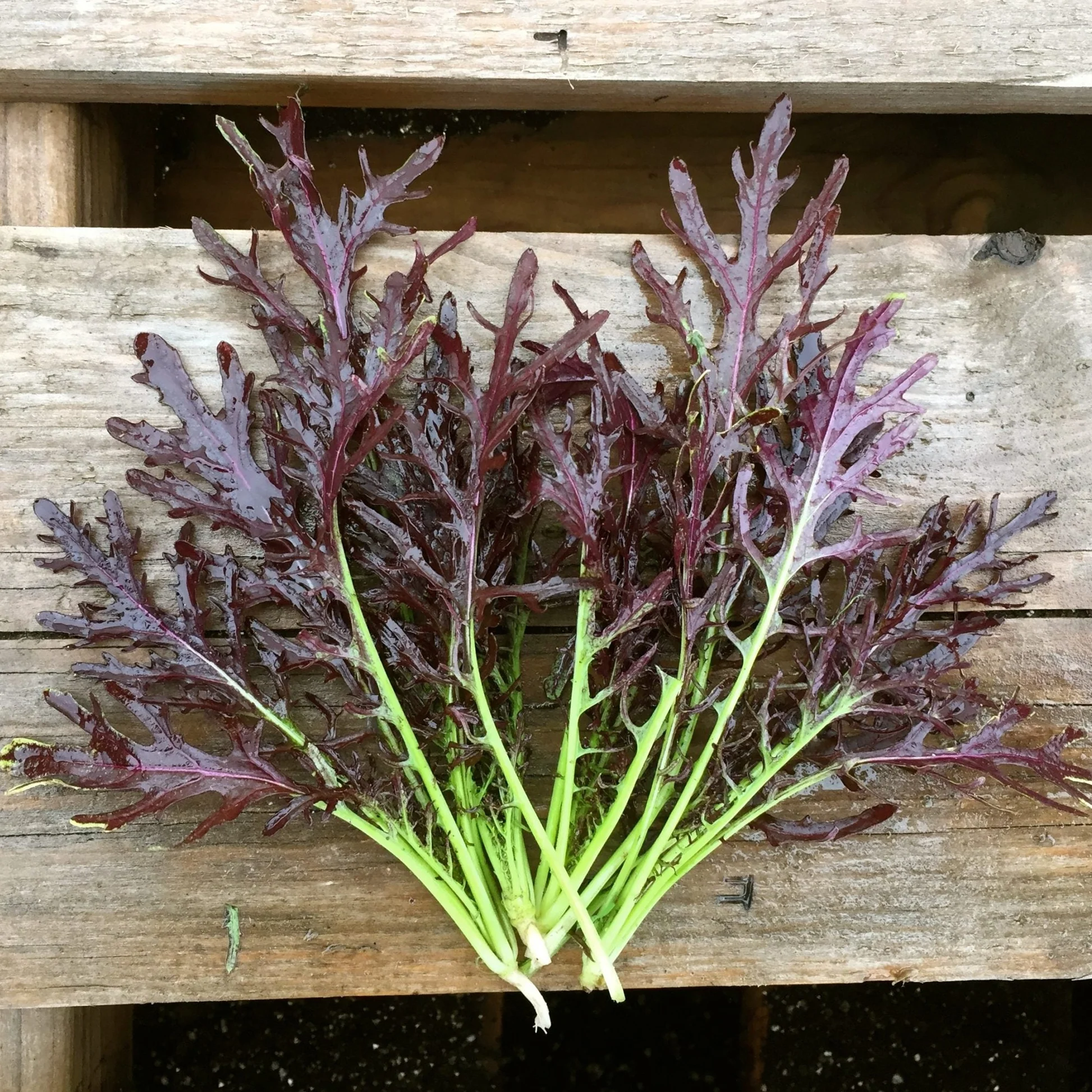 Red Mizuna Greens