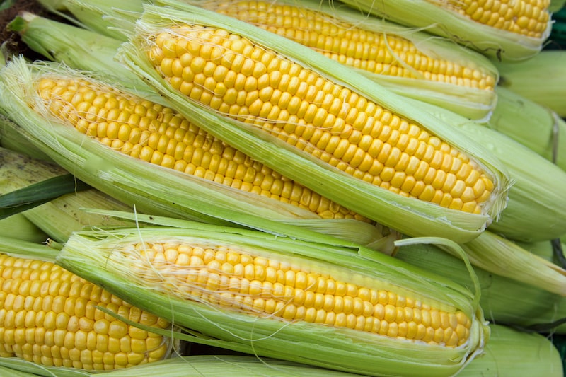 Sweet Yellow Corn
