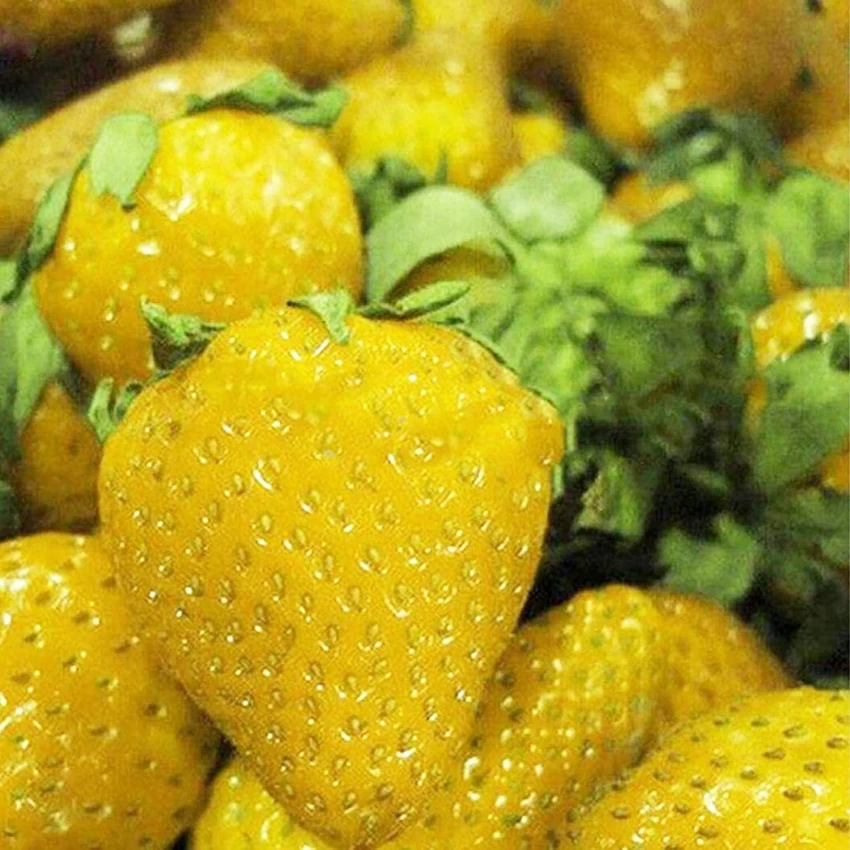 Yellow Strawberry
