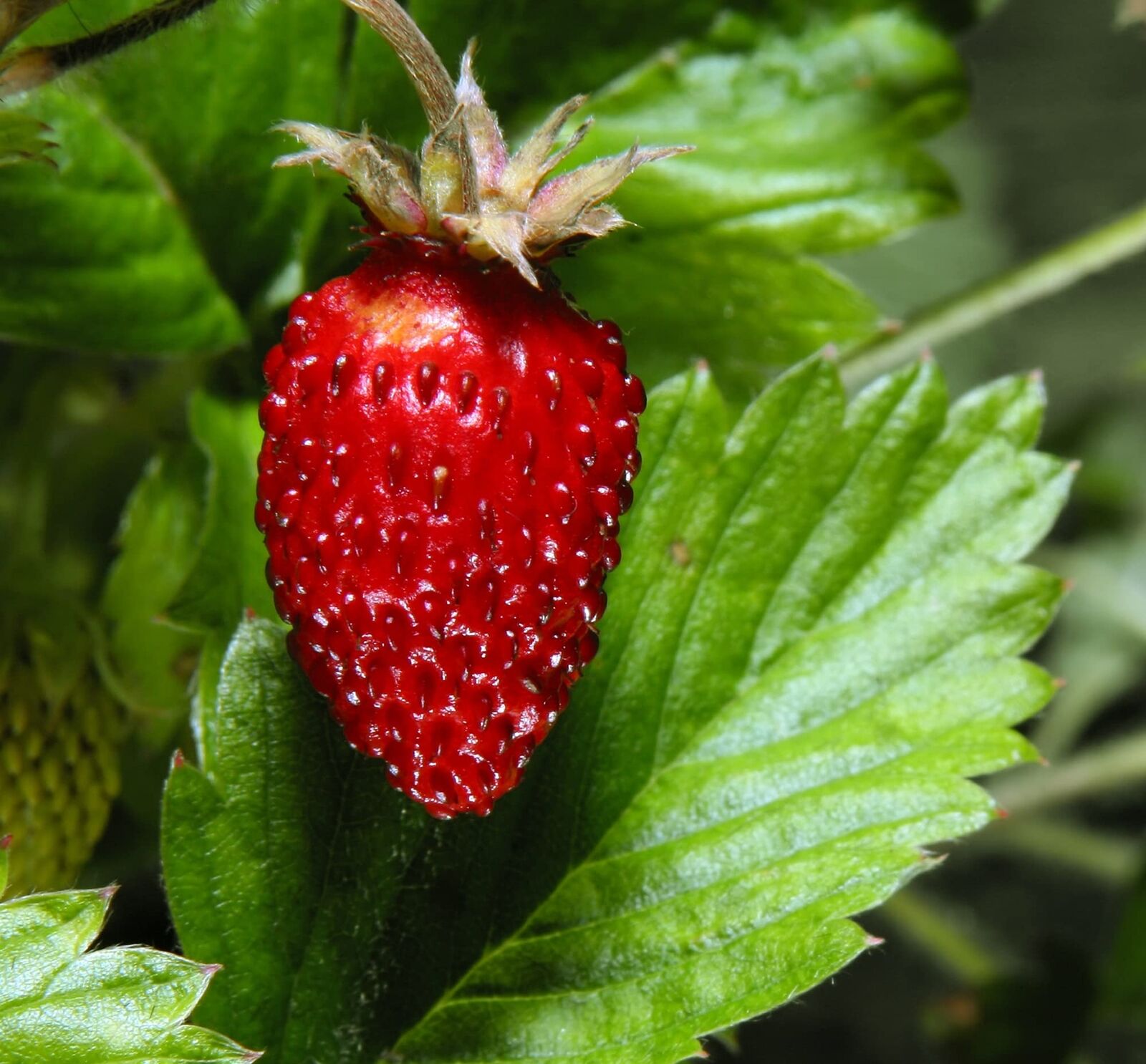Wild Strawberry Plant