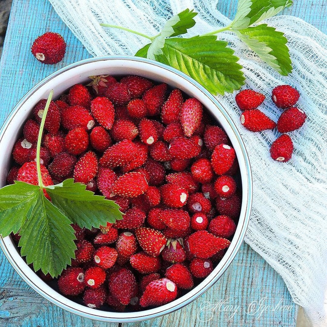 Wild Strawberry Plant