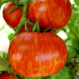 Heirloom Striped Tomatoes (Orange Zebra Tomatoes)
