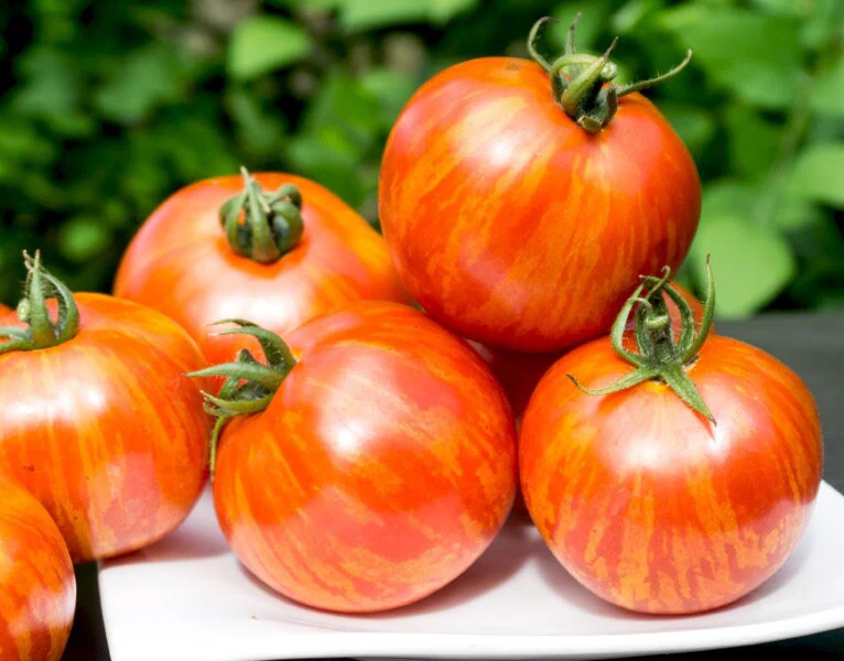 Heirloom Striped Tomatoes (Orange Zebra Tomatoes)