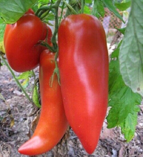 Italian Heirloom Tomatoes
