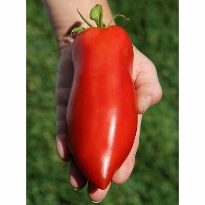 Italian Heirloom Tomatoes
