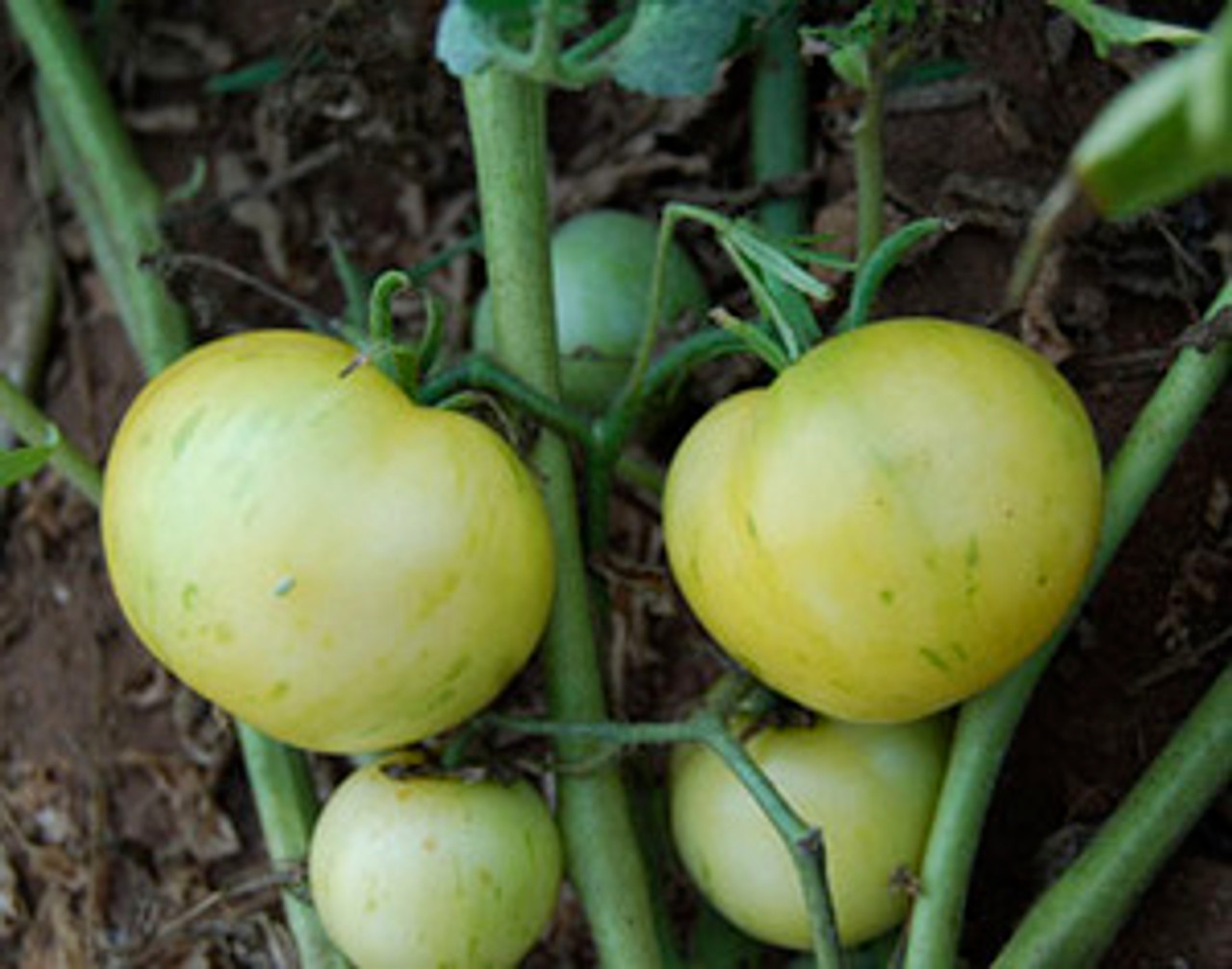 White Zebra Heirloom Tomatoes