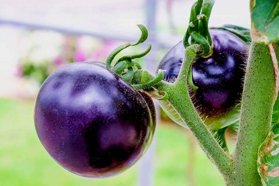 Blue Sunshine Tomato