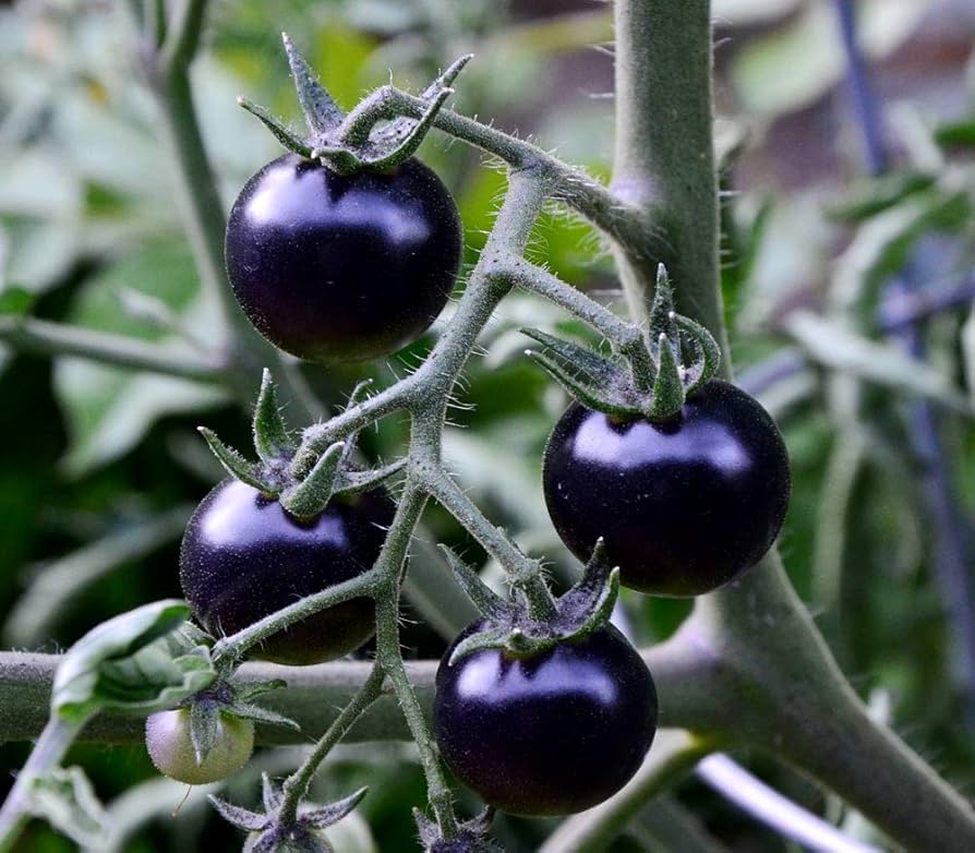 Blue Sunshine Tomato