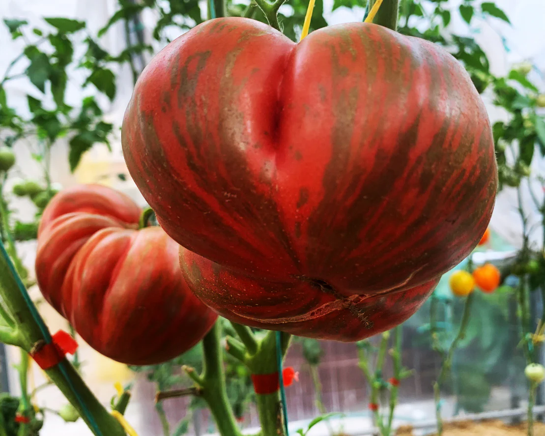 Big Striped Boar Tomato