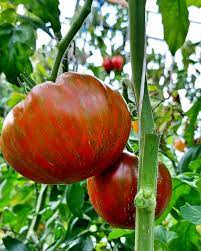 Big Striped Boar Tomato