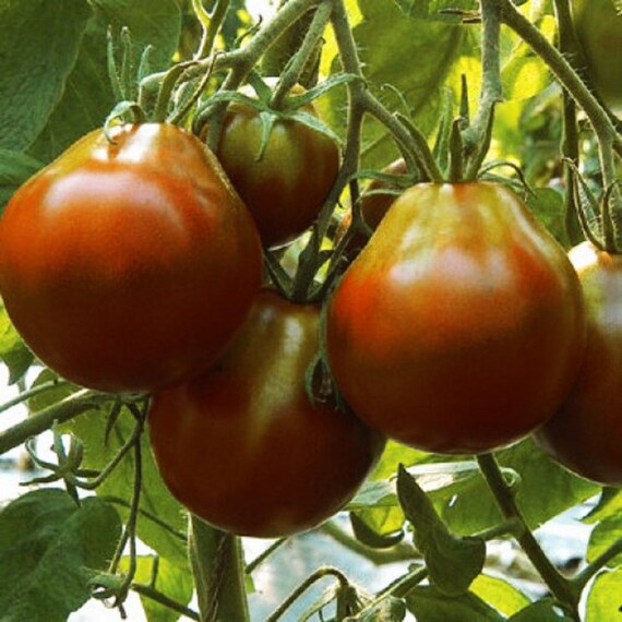 Black Truffle Tomatoes