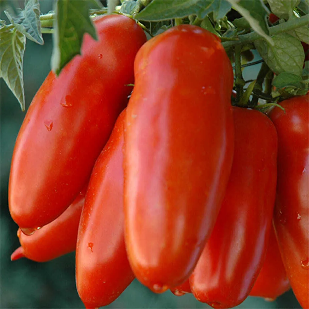 Red Banana Tomatoes