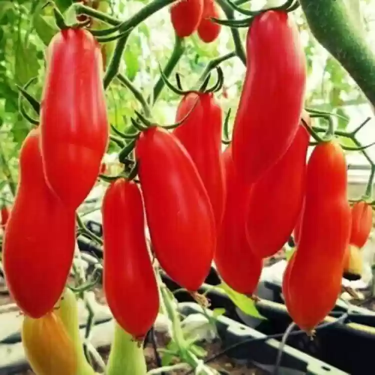 Red Banana Tomatoes