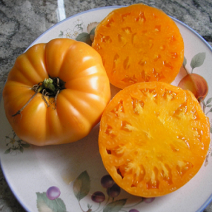 Yellow Persimmon Tomatoes