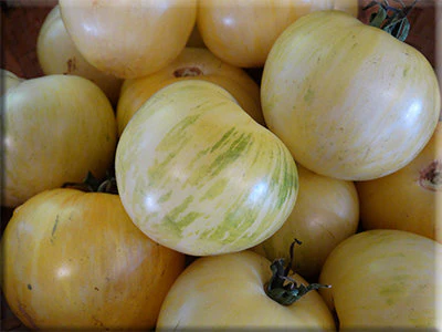 White Zebra Heirloom Tomatoes