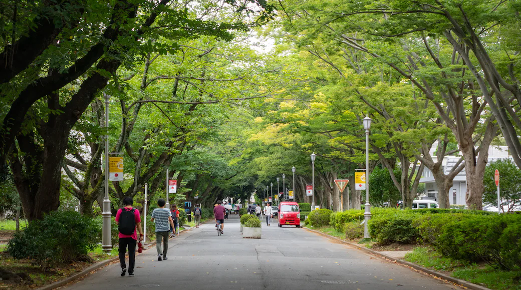 Tree-lined Pathway