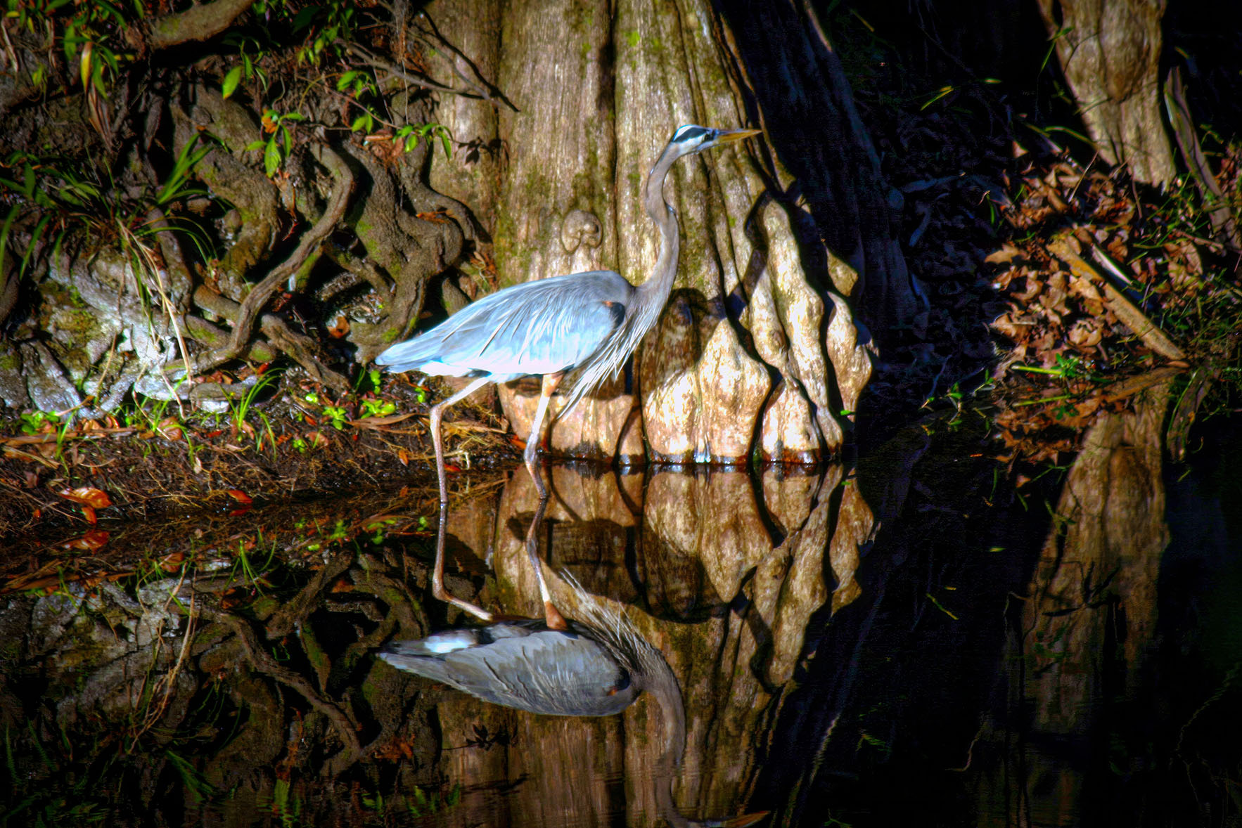 Great Blue Heron Art Print