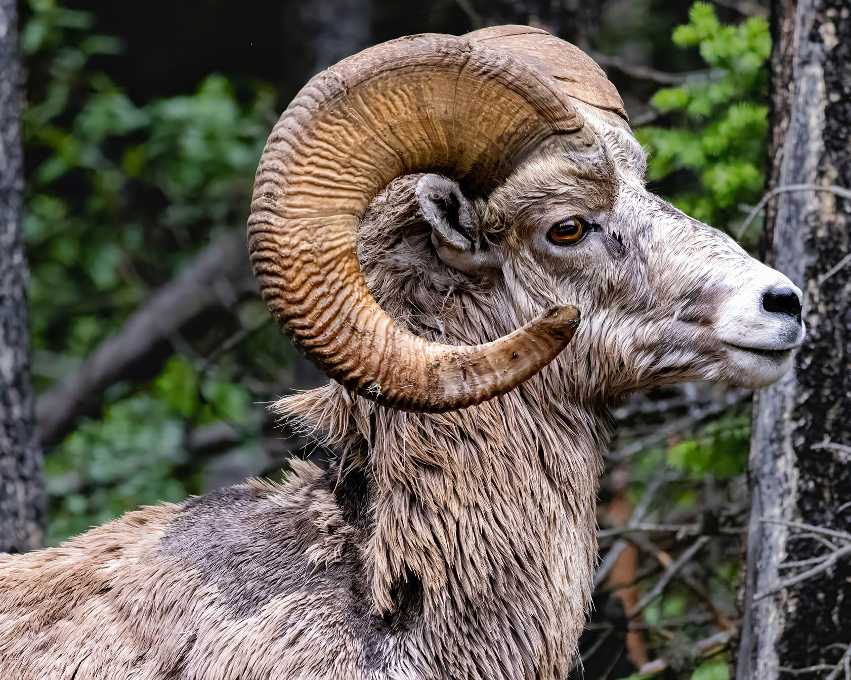 Bighorn Sheep from Banff