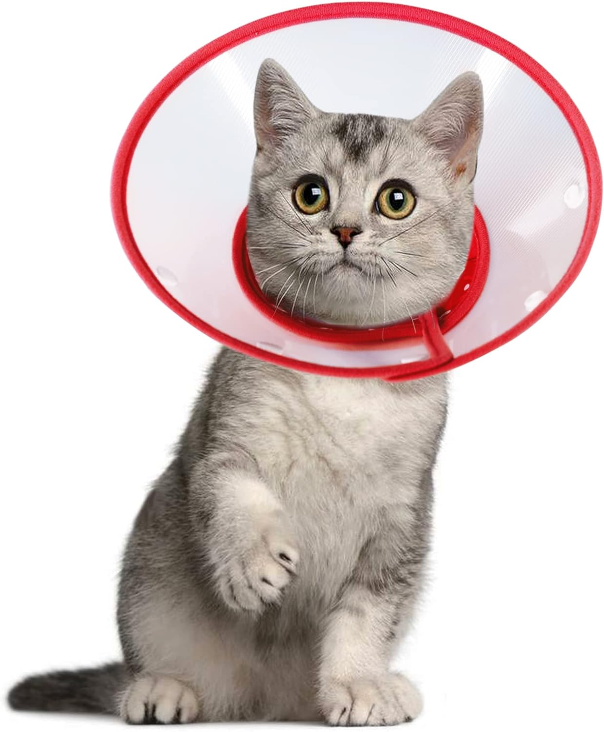 Vivifying Pet Cone for Small Dogs and Cats