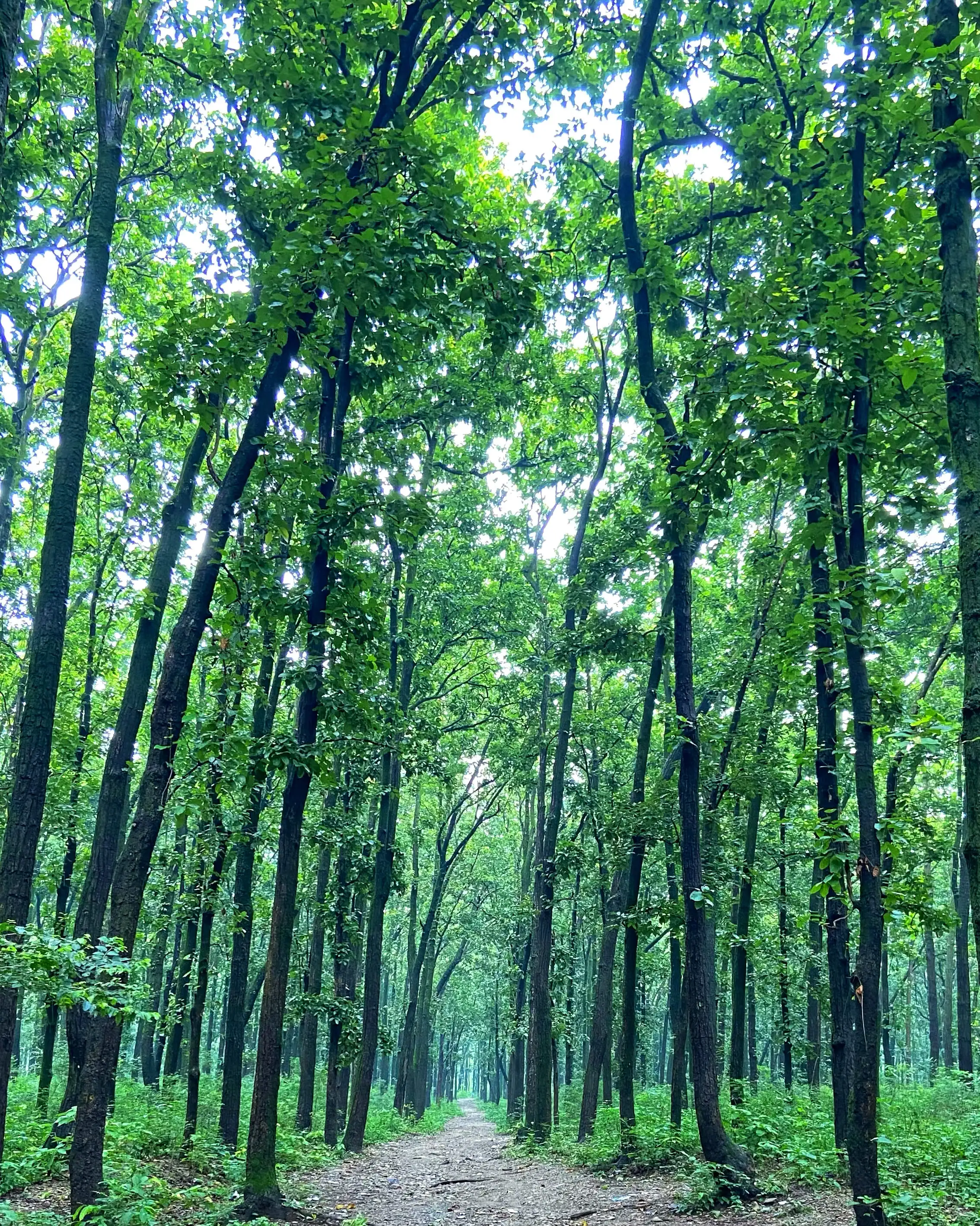 (Nature Lover) 1 Day Explore Hidden Gems of Rishikesh with Kaali