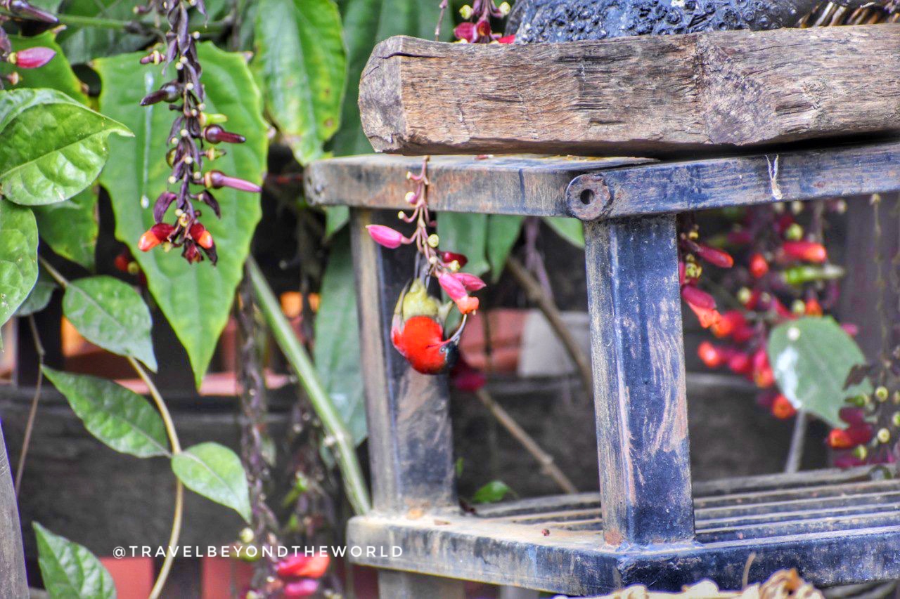 Journey through Nature: Rishikesh, Dehradun, Mussoorie