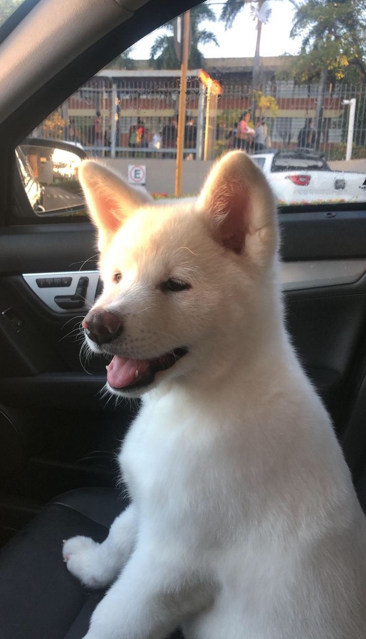 Caminhada no Belo Bairro Cidade Jardim