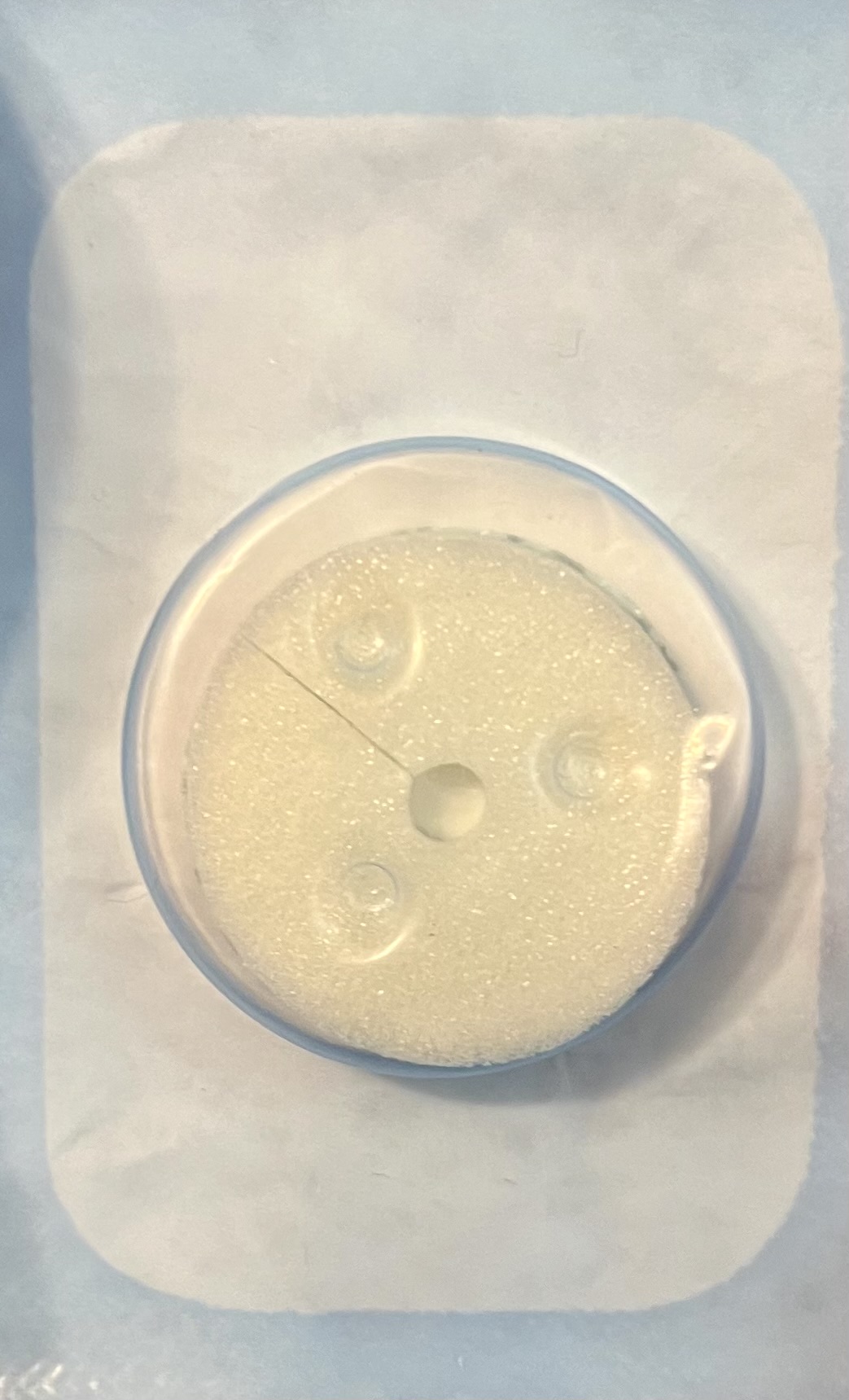 BioPatch Protective Disk with CHG