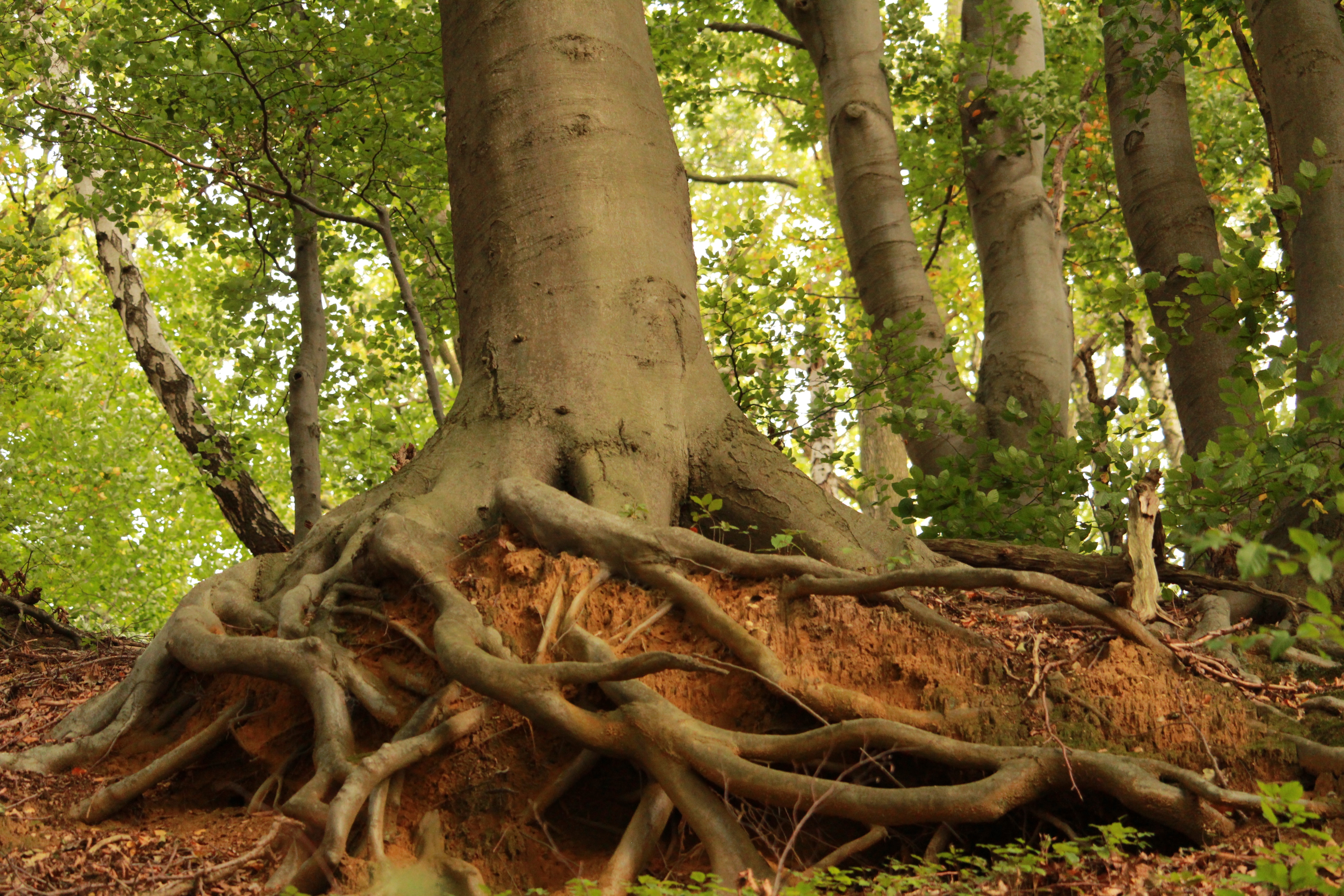 EI (Eco-Intelligent) Workshops