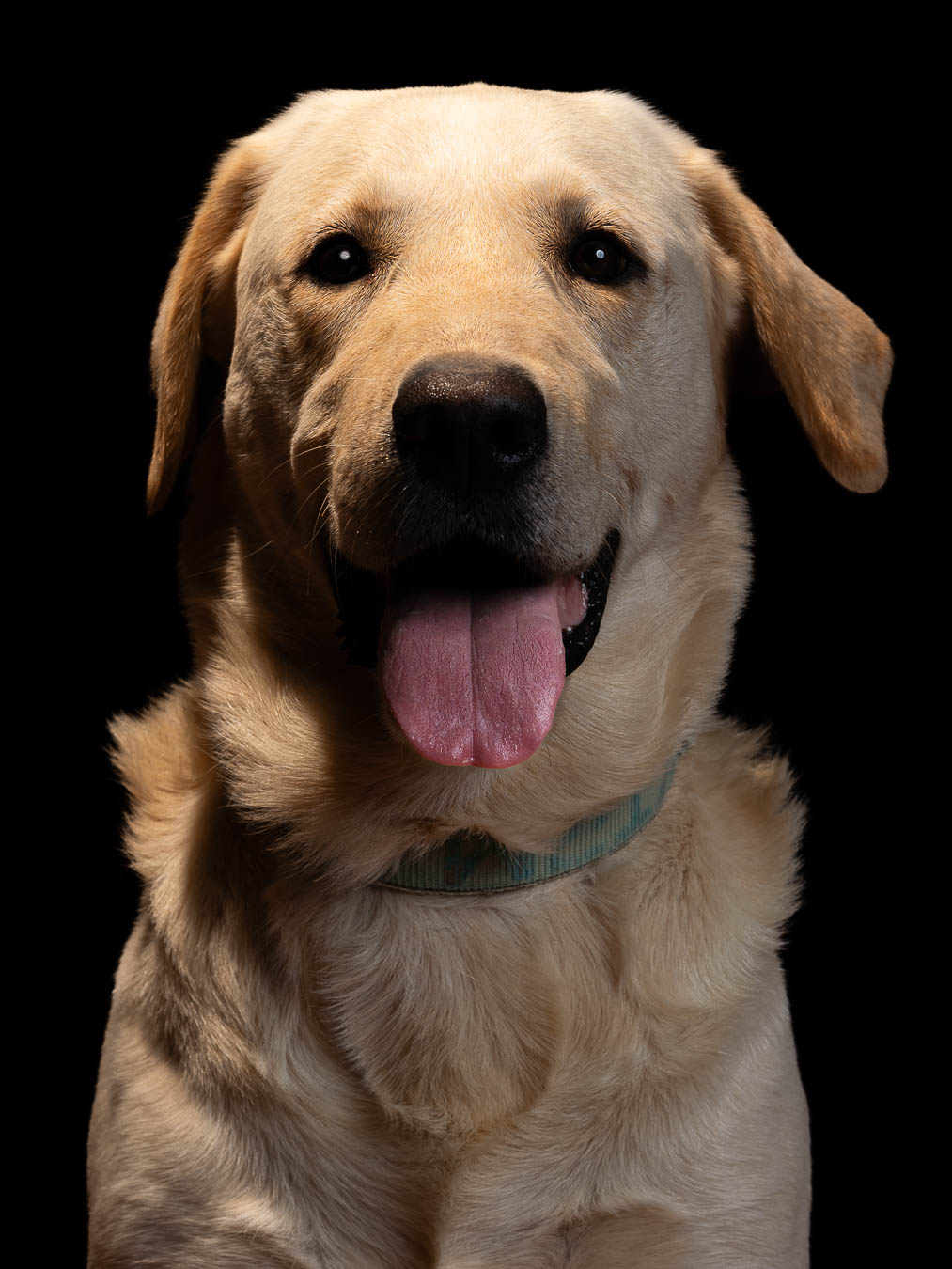 Sesión de mascotas en estudio